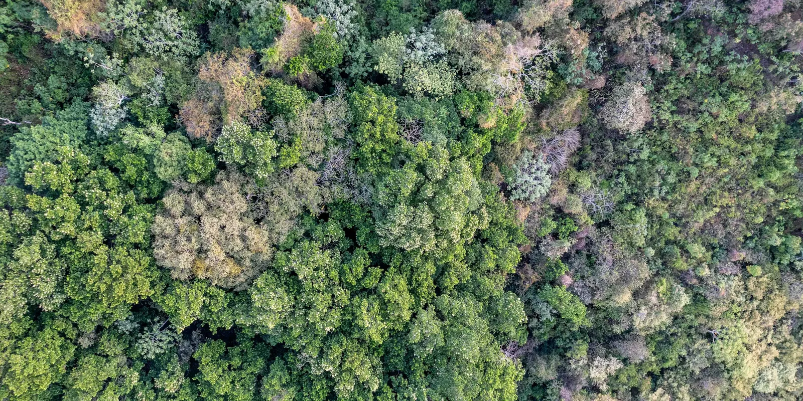 Forest canopy seen from directly above