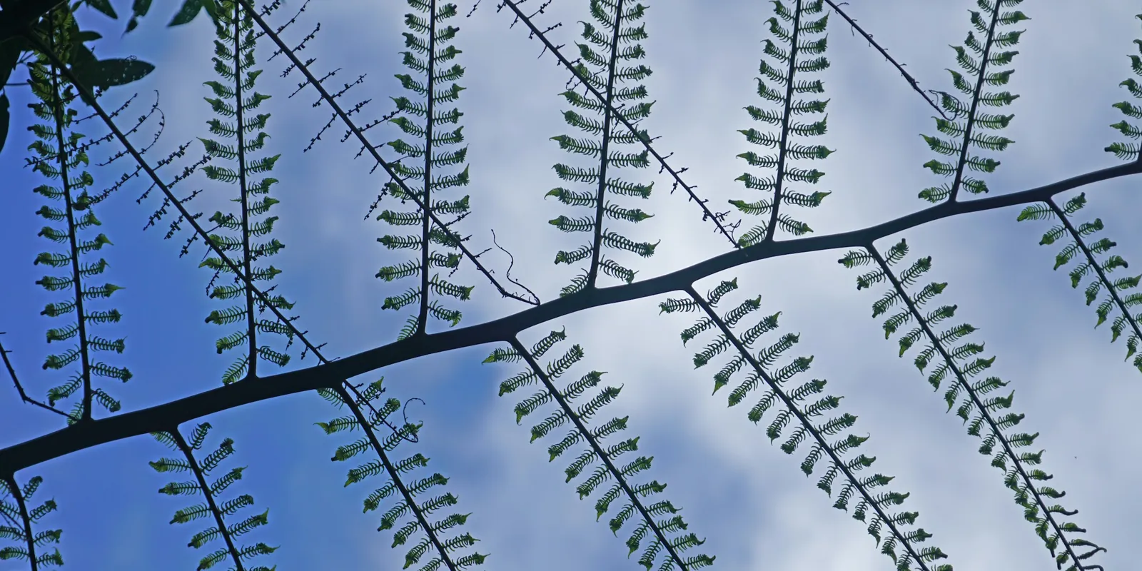 A fern frond against a pale, cloudy sky