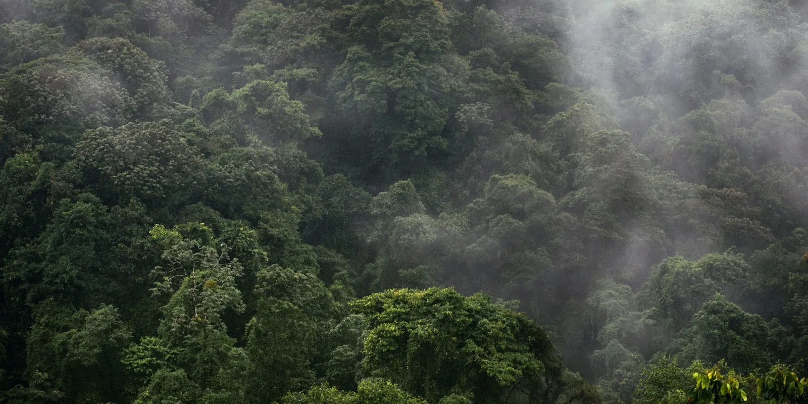 Mist drifting through montane forest