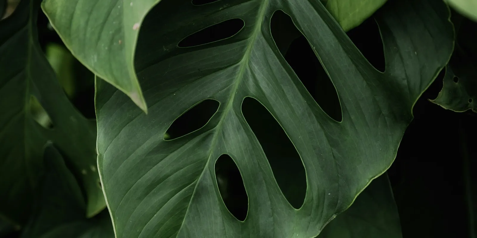 Large split monstera leaves