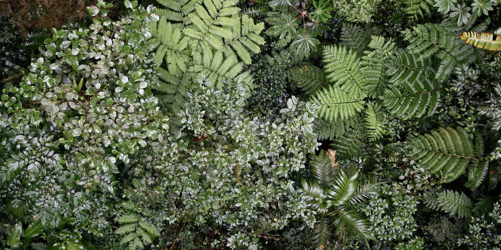 Cloud forest canopy at Monteverde, seen from above