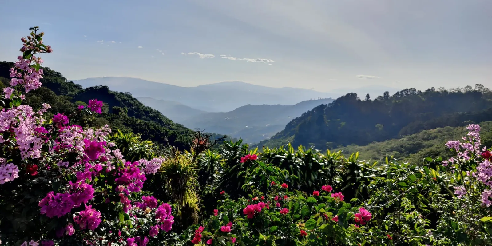 Flowers and the hills of the Central Valley, seen from Berlín de San Ramón