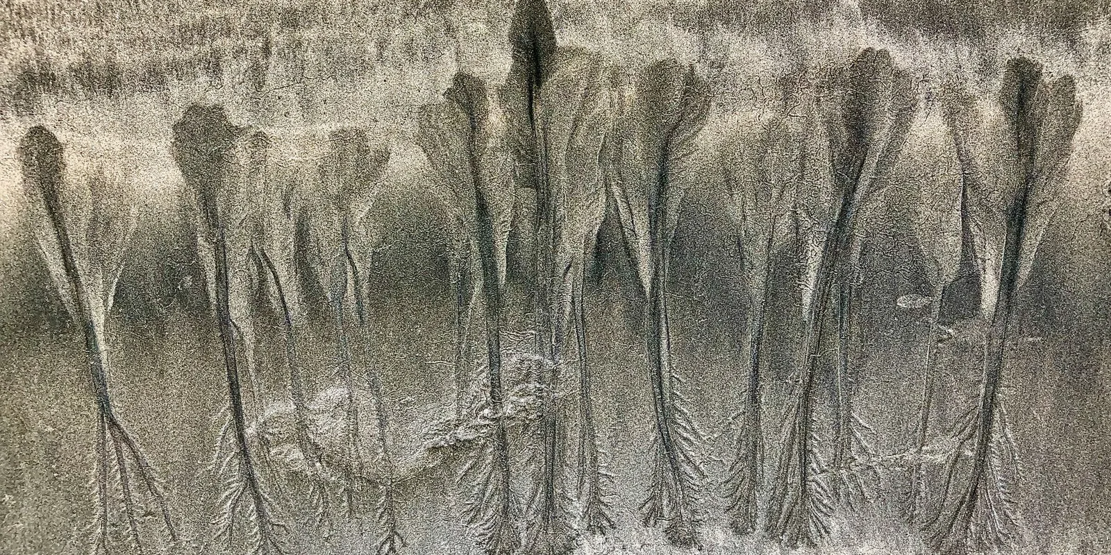 Branching patterns left in the sand by draining water
